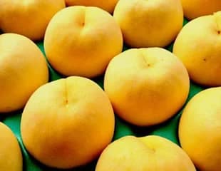 黄ららのきわみの図版イメージ（品種写真ではありません）