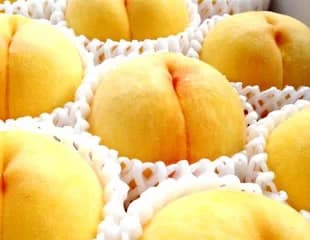 黄貴妃の図版イメージ(品種写真ではありません)